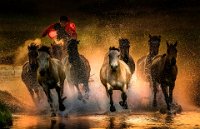 510 - HORSES ON THE RIVER - FA LEI - china <div